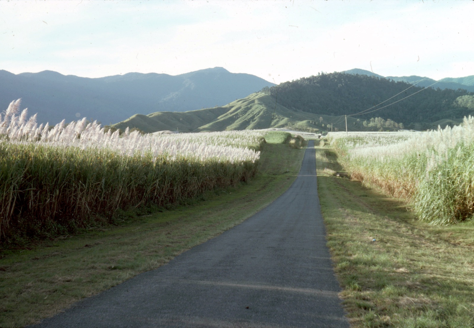 Canavial em produção — cana-de-açúcar ao longo da estrada rural