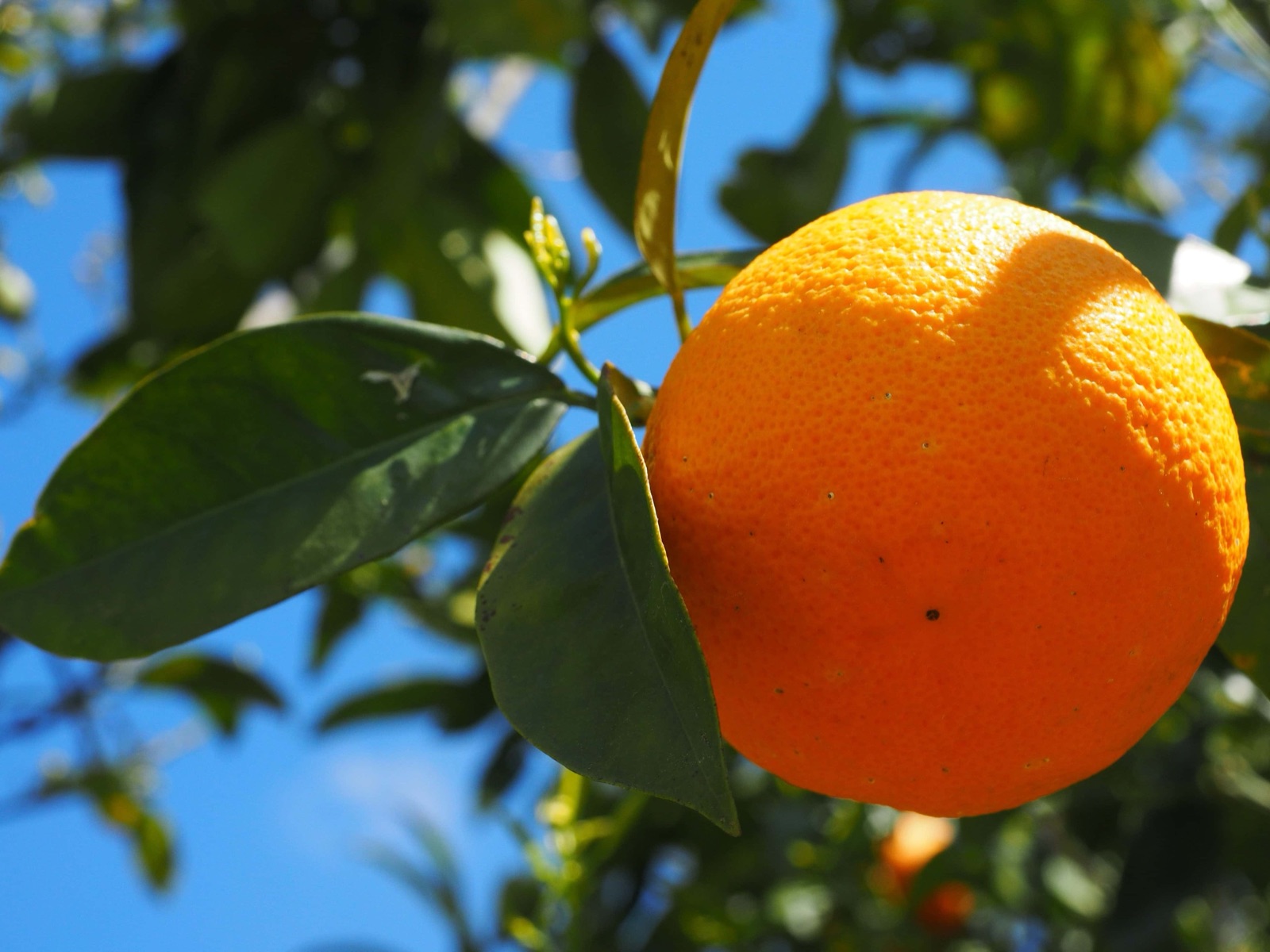 Pomar de fruticultura em produção na Bahia